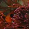 amphiprion