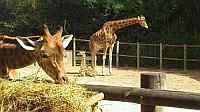 Giraffen