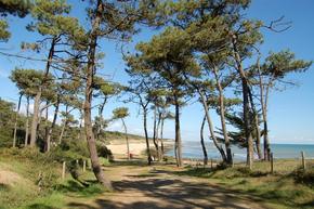 Waldweg an der Küste