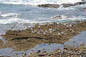 Möwen auf den Klippen